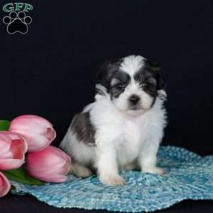 Patches (Tiny), Teddy Bear Puppy